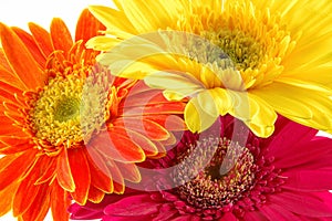 Colorful gerber daisies photo