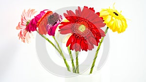 Colorful gerber daisies on white background