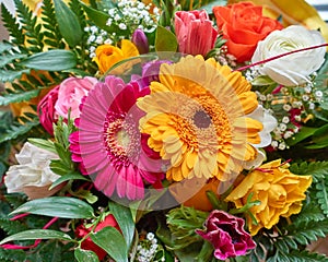 Colorful gerber daisy flower closeup