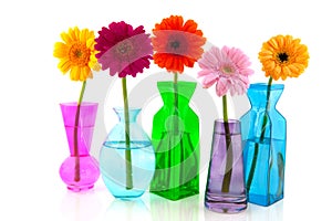 Colorful Gerber in glass vases photo