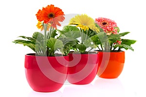 Colorful Gerber in row pots