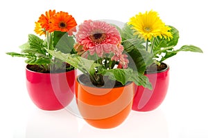 Colorful Gerber in row pots