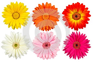 Colorful gerbera blossoms