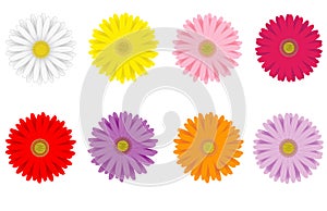 Colorful Gerbera Daisies photo