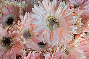 Colorful Gerbera Daisies