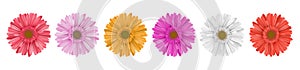 Colorful gerbera daisy flower row for banner photo