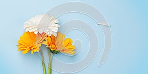 Colorful gerbera flowers