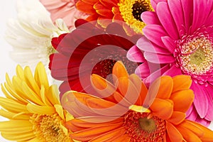 Colorful gerbera flowers