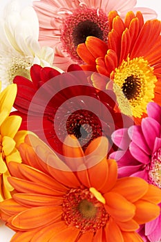 Colorful gerbera flowers