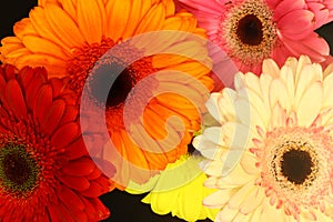 Colorful gerbera flowers close-up on a black background.