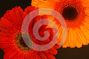 Colorful gerbera flowers close-up on a black background.