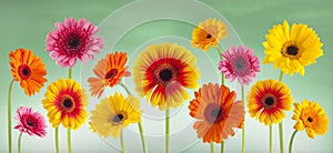 Colorful gerbera flowers isolated