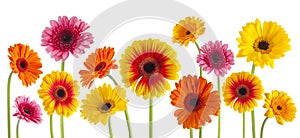 Colorful gerbera flowers isolated