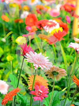 Colorful gerbera flowers on a meadow.