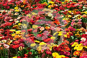Colorful gerbera flowers photo