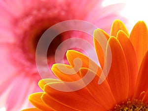 Colorful gerbera petals