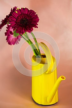 colorful gerberas lie on a pink background, copy space