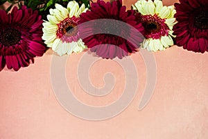 colorful gerberas lie on a pink background, copy space