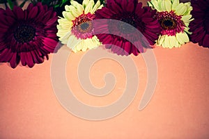 colorful gerberas lie on a pink background, copy space