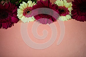 colorful gerberas lie on a pink background, copy space