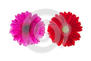 Colorful gerbers flowers isolated