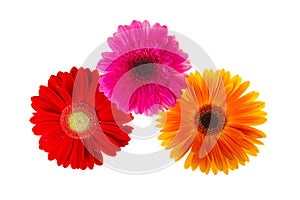 Colorful gerbers flowers isolated
