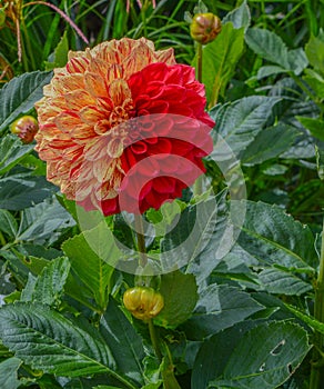 This colorful giant ball Dahlia is blooming in Asheville, Haywood County, North Carolina