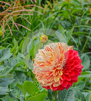 This colorful giant ball Dahlia is blooming in Asheville, Haywood County, North Carolina