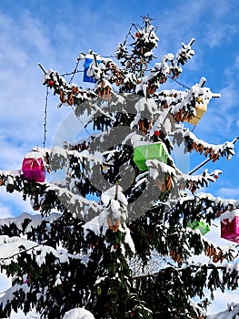 colorful gift boxes in bright colors are hung on a spruce tree covered with large