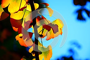 Colorful ginkgo leaves