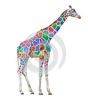 Colorful giraffe