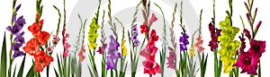 Colorful gladiola flowers