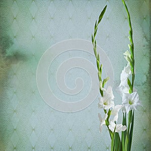 Colorful gladiola flowers