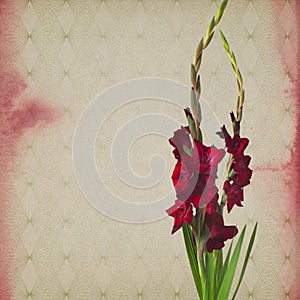 Colorful gladiola flowers