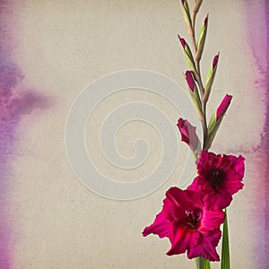 Colorful gladiola flowers