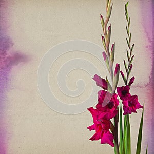 Colorful gladiola flowers