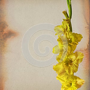 Colorful gladiola flowers