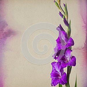 Colorful gladiola flowers