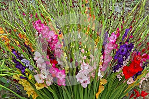 Colorful Gladiola flowers in pink purple yellow red white