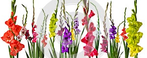 Colorful gladiola flowers