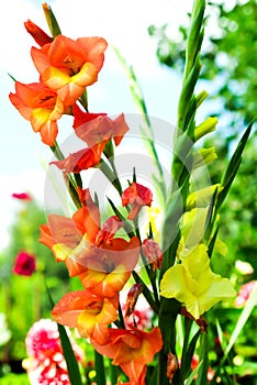 Colorful Gladiolas