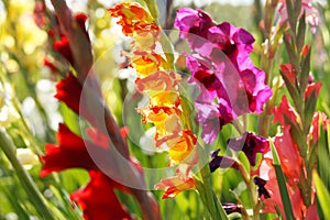 Colorful gladioli photo