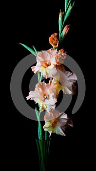 Colorful gladiolus flower, background,