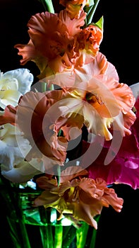 Colorful gladiolus flower, background, wedding,