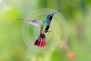 Colorful, glittering hummingbird hovering with tail flared.