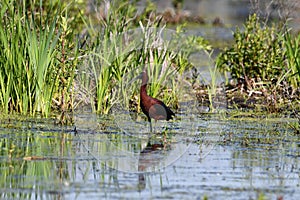 Colorful Glossy Ibis bird in wetlands
