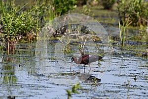 Colorful Glossy Ibis bird in wetlands