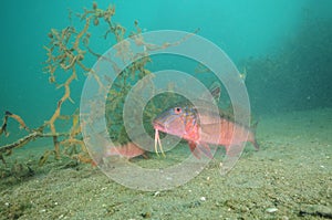 Colorful goatfish on sandy bottom