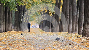 Colorful golden alley in the autumn park, leaves are fallng.Young man in blue suit walking on an alley and talking on