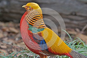 Colorful Golden Pheasant